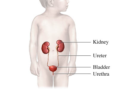 Important Urinary Tract Diseases in Children for GPs