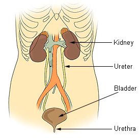 Urological diseases in General Practice