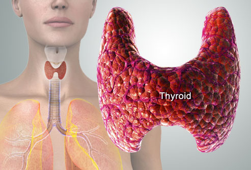 Overview of Thyroid Hormone Disorders for GPs